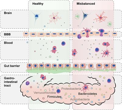 Frontiers | Contribution Of Gut Microbiota To Immunological Changes In ...